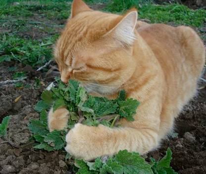 VibeX ® VLR-48 Catnip Seeds (Nepeta cataria) Seed