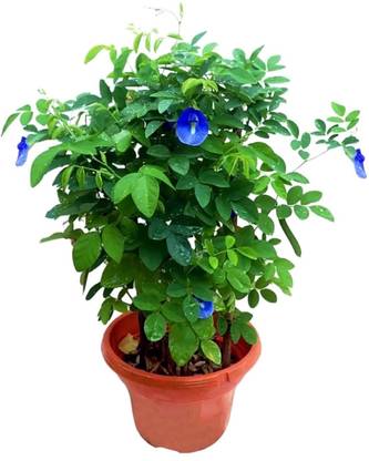 SUAA Aparajita / Butterfly Pea Flower Seed