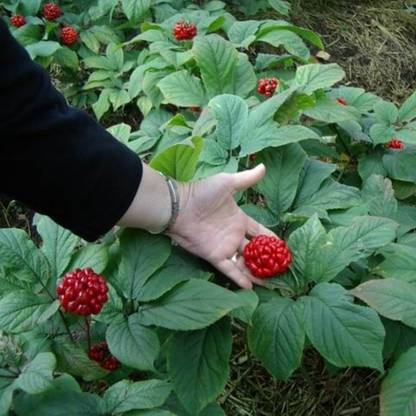 Apurba Agriculture Korean panax ginseng seed, Ginseng seed, Ginseng plant seed, Panax ginseng seed Seed