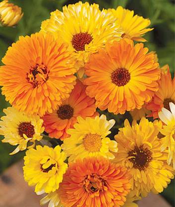 XOLDA Calendulan fg yellow Seed