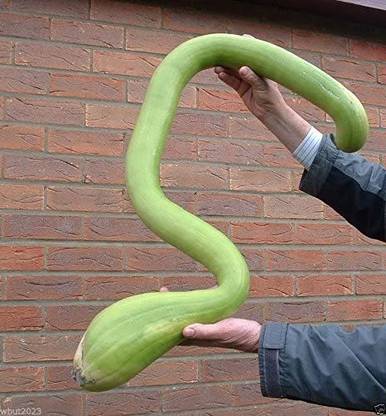 CYBEXIS NDIR-34 - Climbing Zucchini Trombocino Zucchetta - (75 Seeds) Seed