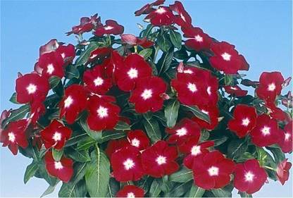 Bula Plant House Jaio Dark Red Vinca Flower Seed