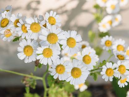 CYBEXIS PAU-11 - Common German Chamomile - (250 Seeds) Seed