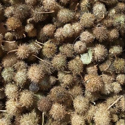 BHARAT JADI BOOTI Bindaal Doda - Devdali - Bandal Phal - Thorn Gourd - Luffa Echinata Seed