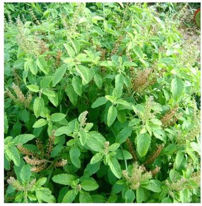 SEEDSART NXC - Gorgeous Tulsi Seeds " Tulsi " Organic 100 Seeds , I345 Seed