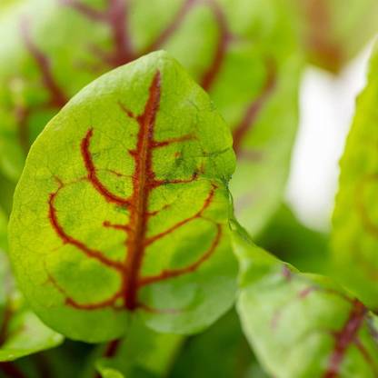 WILLVINE LXI-375 Sorrel Seeds - Red Panda Seed