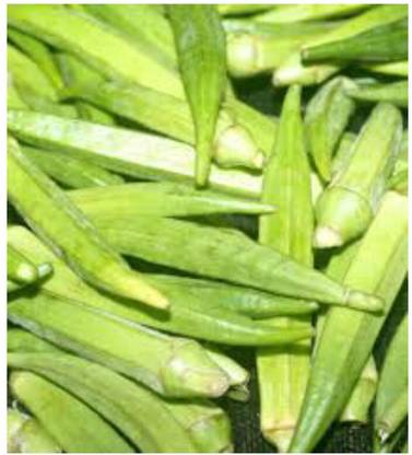 greenfarm NXC- Okra Seeds / Ladyfinger Seeds / Organic, 160 X Seeds , iih77 Seed