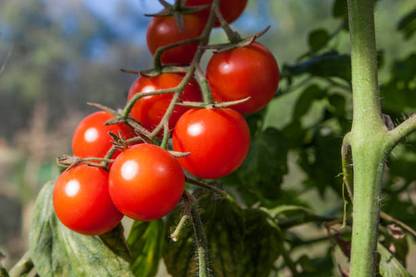 Beejam tomato Seed
