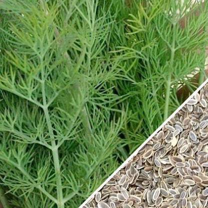 KNESSiN High Germination Quality Dill Herb-{2000 Seeds} Seed