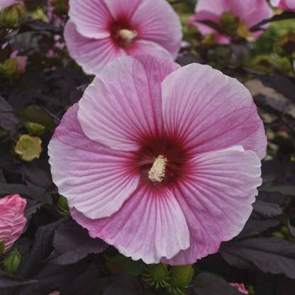 CYBEXIS Hibiscus, Starry Starry Night200 Seeds Seed