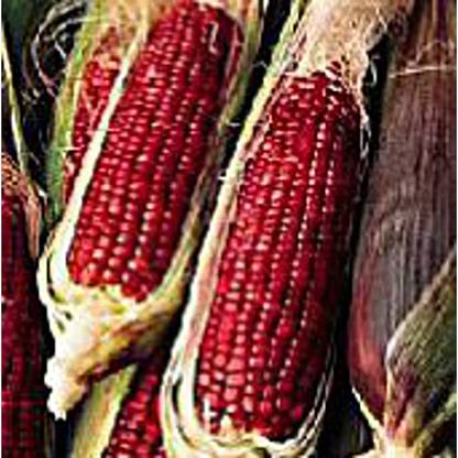 VibeX ® LXI-551 Ruby Queen Corn Seeds Seed