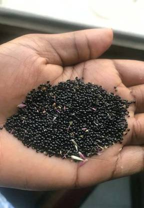 BDSresolve Spinach Seeds For Home Garden PACK OF 1560 Seed