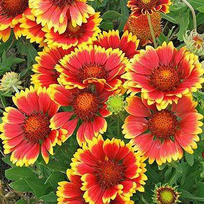 KANAYA Gaillardia Double Mixed Colour Flower Seed