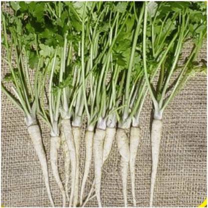 CYBEXIS GUA-15 - Hamburg Rooted Parsley - (250 Seeds) Seed