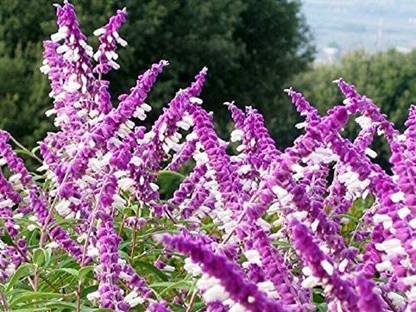VibeX ® VXI-268 Mexican Bush SAGE Seed
