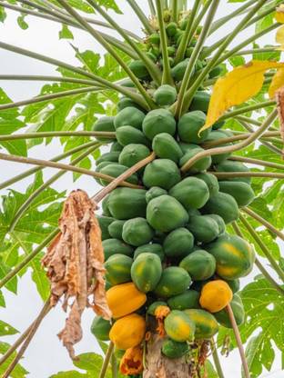 BISWAS Taiwan red lady 786 f1 hybrid papaya, Big red lady f1 hybrid papaya Seed