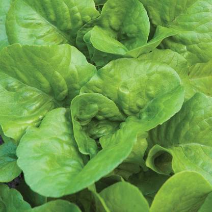 VibeX ® XXL-473 Bibb Lettuce Seeds Seed