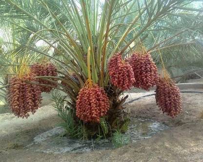 Aywal KHAJUR/DATE Seed