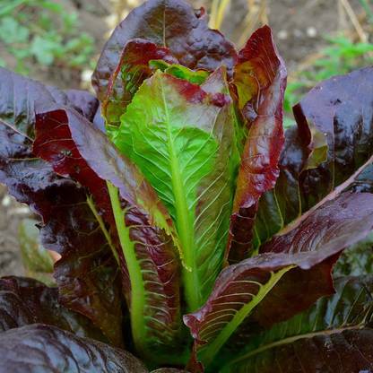 WILLVINE PAU-591 Red Romaine Lettuce Seeds Seed