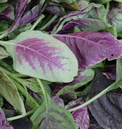 CYBEXIS GBPUT-27 - Red Amaranth Chinese Spinach - (750 Seeds) Seed