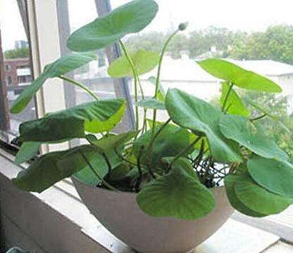 KANAYA Kamal Gatta (Lotus) Seed