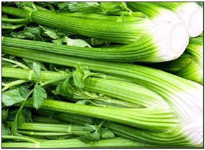 VibeX ® VLR-45 Celery Seeds Tall Utah 52-71 Seed