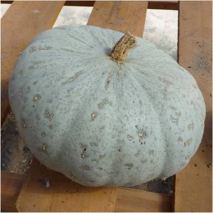 Biosnyg IAIR-91 Winter Squash"Sweet Meat" (Cucurbita maxima)-[400 Seeds] Seed