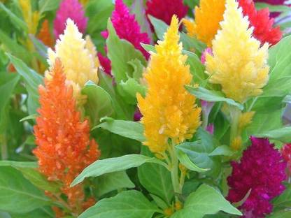 Quentova Celosia Mix, Large flowers-2M-DXL Seed