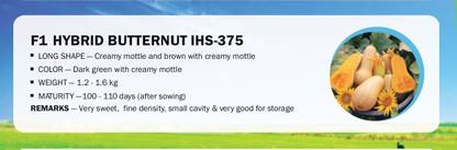 CYBEXIS F1 HYBRID SQUASH BUTTERNUT IHS-375(500 Seeds) Seed