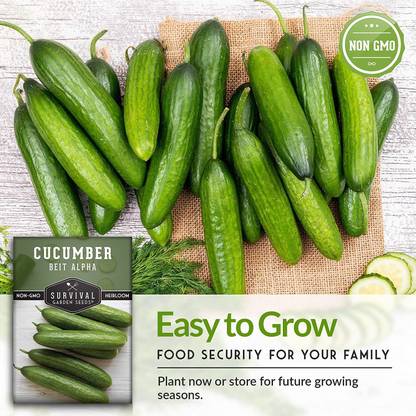 VibeX XL-80 - Beit Alpha Cucumber - (150 Seeds) Seed