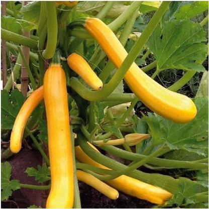 CYBEXIS Climbing - Shooting Star F1 - Yellow/Golden Zucchini-50 Seeds Seed