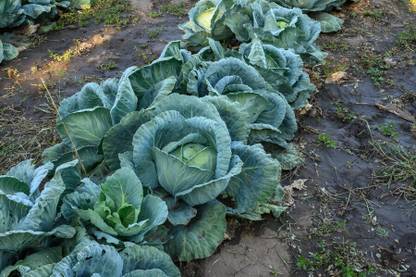 DHENU PRASAD 888 F1 Hybrid Big Cabbage Seed