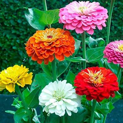 LPR ZINNIA, ZENNIA Seed