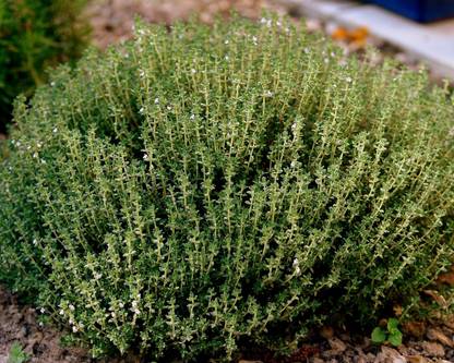 Biosnyg HFD-11 Thyme-[200 Seeds] Seed