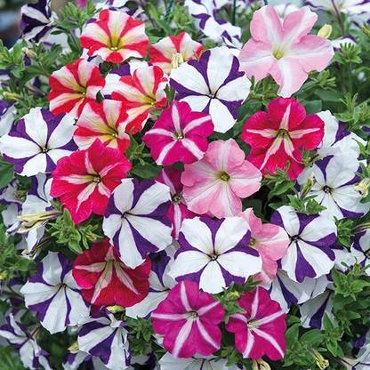 Arshiayat petunia flower seeds 201 Seed