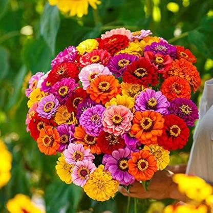BDSresolve Deshi zinnia seeds/zinnia seeds 16 Seed