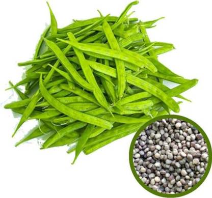 HYBRID 50g, beans seeds Rama's seeds highest yield vagitable seeds Seed