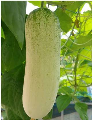 VibeX ® VMR-708 Desi Cucumber (Large Variety) Seed