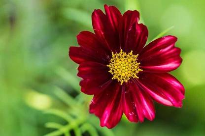 Quentova Cosmos Velouette-7A-VS Seed