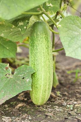 abiswas Khira, Cucumber, Sosa Vegetable Seed