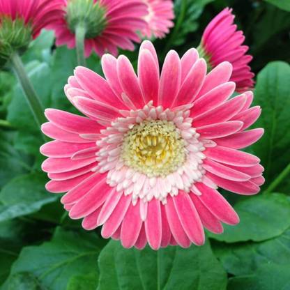Lorvox Hybrid Gerbera Seeds Flower Seeds for Home Gardening Seed