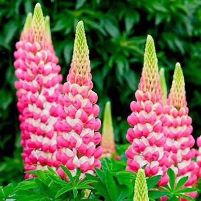 JRYU Lupin Mixed Color F1 Hybrid Flower Seed