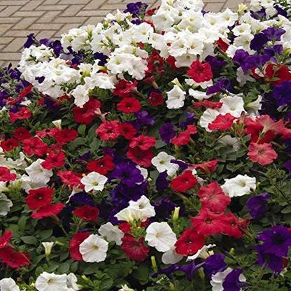 VibeX PAU-45 - The Flag Easy Wave Petunia Flower Mix - (60 Seeds) Seed