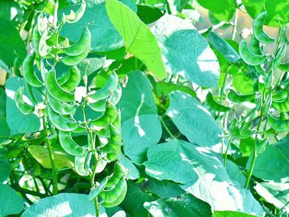 CHILLATAI Broad Beans/Avarakai Seeds Best for Home and Terrace Garden Seed