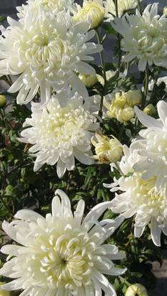 VibeX Chrysanthemum Seed