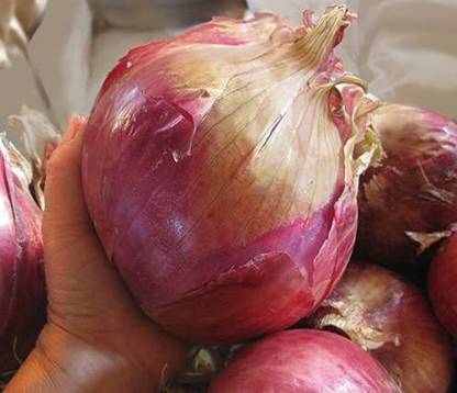 KANAYA Onion Red Kanda Vegetable Seed