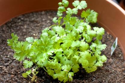 ZIXA CORIANDER CHINESE PARSLEY Seed