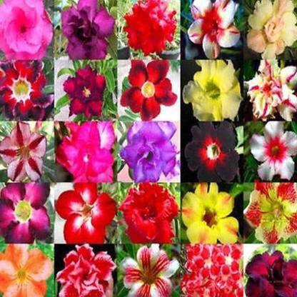 CYBEXIS PUAS-94 - Adenium obesum (Desert Rose) - (315 Seeds) Seed