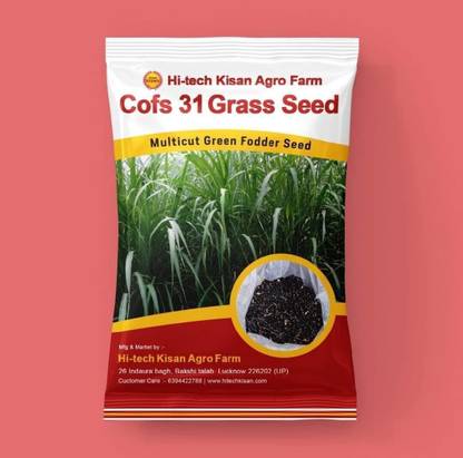 Hi tech Kisan Agro Farm Cofs 31 Fodder Sorghum Grass Multicut For Fodder Cultivation Seed