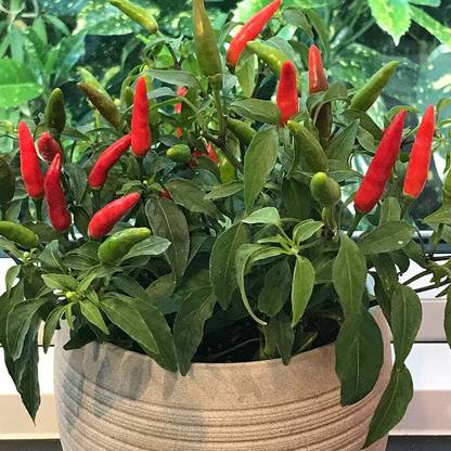 Natural World chilli, mirchi, pepper Seed
